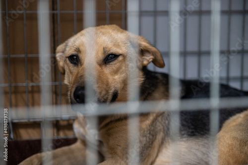 Young homeless dog in an animal shelter. Portrait of homeless dog © andyborodaty