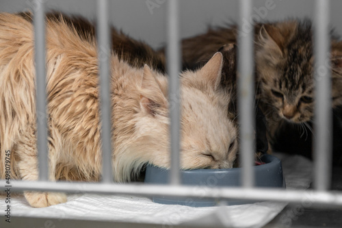 Photography Young homeless cat eats at an animal shelter