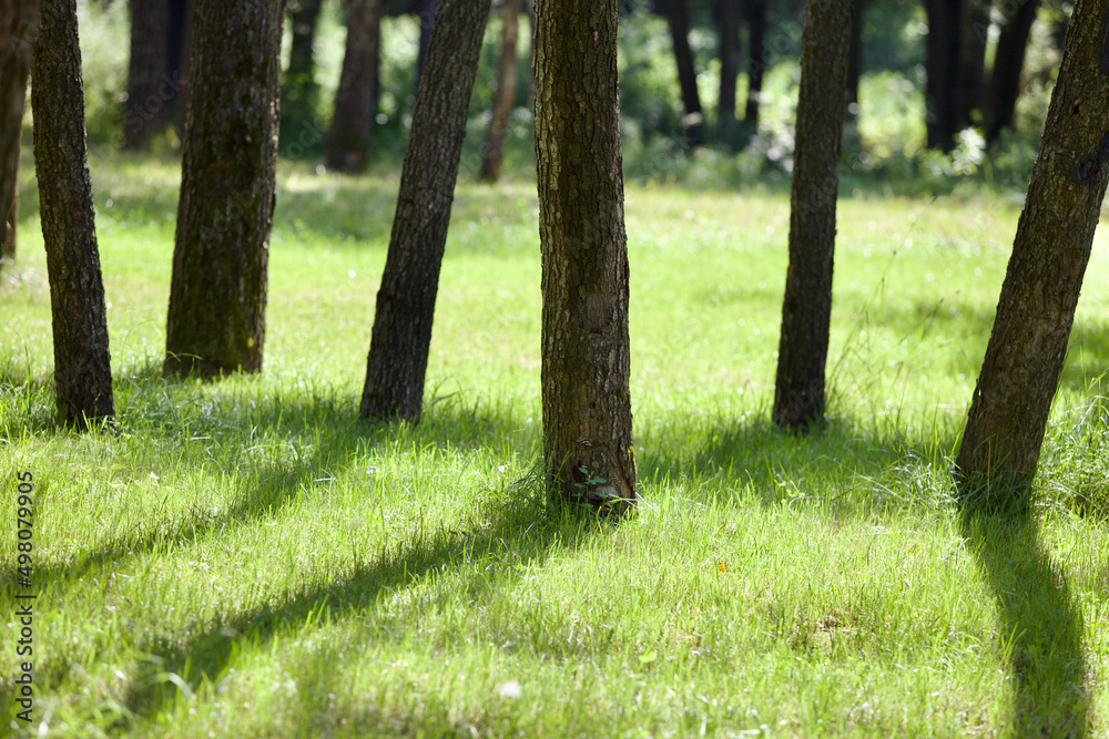 Contrasting long shadows from trees on bright green grass. The green lawn in the park is brightly lit by the morning sun. Bright sunny spring morning in the city park. Spring nature landscapes. Contrasting long shadows from trees on bright green grass. The green lawn in the park is brightly lit by the morning sun. Bright sunny spring morning in the city park. Spring nature landscapes.