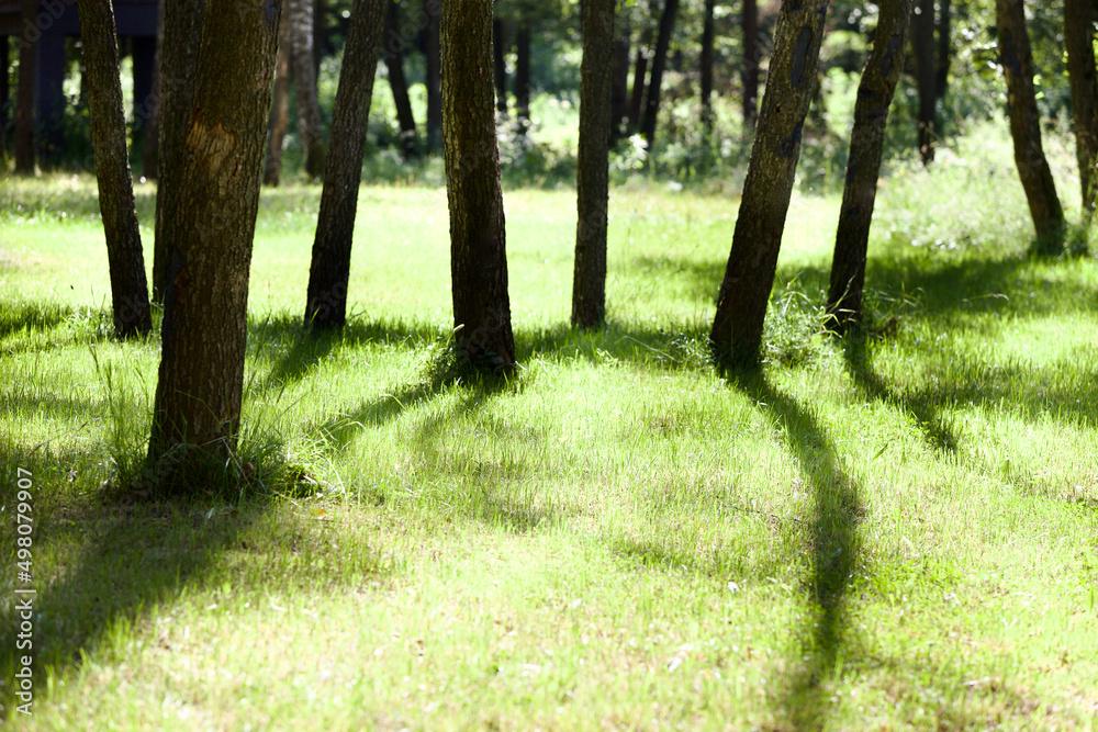 Contrasting long shadows from trees on bright green grass. The green lawn in the park is brightly lit by the morning sun. Bright sunny spring morning in the city park. Spring nature landscapes. Contrasting long shadows from trees on bright green grass. The green lawn in the park is brightly lit by the morning sun. Bright sunny spring morning in the city park. Spring nature landscapes.