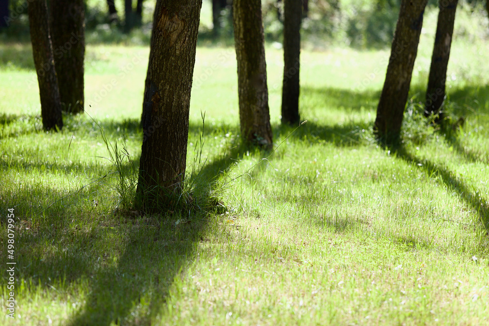 Contrasting long shadows from trees on bright green grass. The green lawn in the park is brightly lit by the morning sun. Bright sunny spring morning in the city park. Spring nature landscapes. Contrasting long shadows from trees on bright green grass. The green lawn in the park is brightly lit by the morning sun. Bright sunny spring morning in the city park. Spring nature landscapes.
