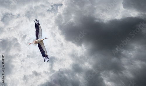A Stork in the Alsace