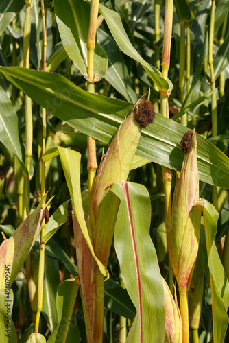 Fototapeta Naklejka Na Ścianę i Meble -  Selective corn cob focus, corn pods in an organic field.