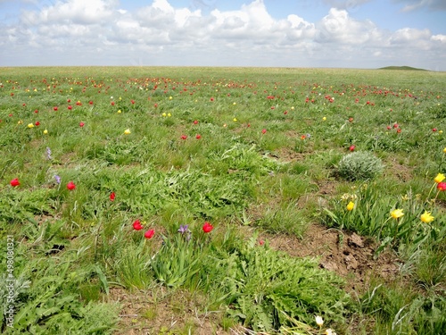 Flowering wild tulips in the steppe in spring