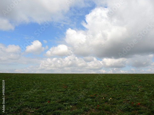 Flowering wild tulips in the steppe in spring