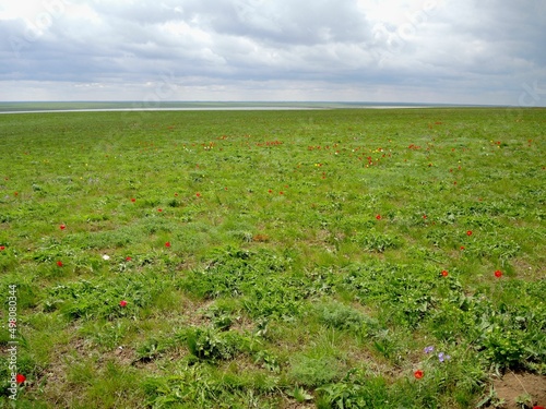 Flowering wild tulips in the steppe in spring