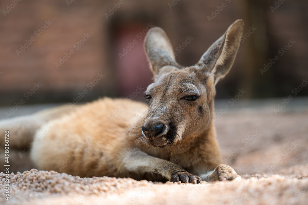 Fototapeta premium A kangaroo lying down on the ground. Half body photo.