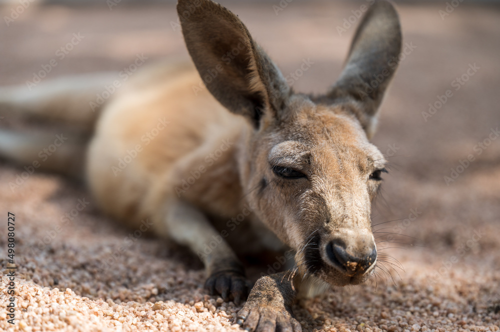 A kangaroo lying down on the ground. Half body photo.