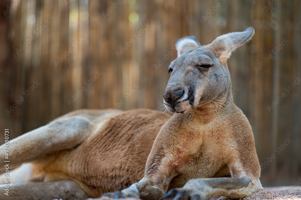 Fototapeta premium A kangaroo lying down on the ground. Full body photo.