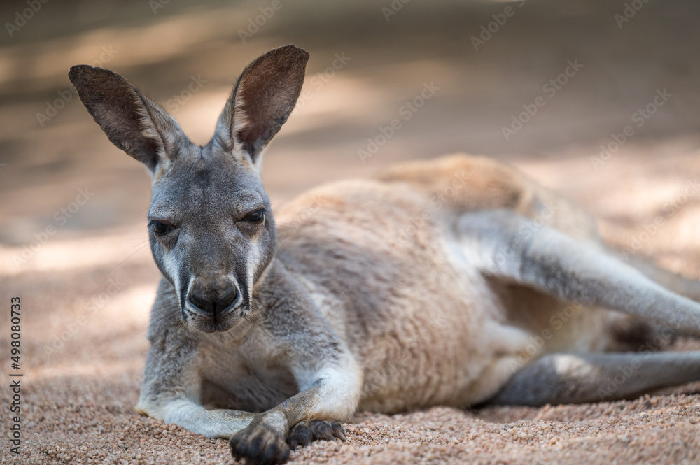 A kangaroo lying down on the ground. Full body photo. A kangaroo lying down on the ground. Full body photo.