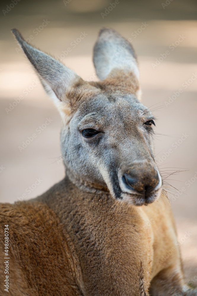 lovely and funny Kangaroo headshot 