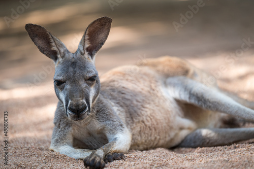 A kangaroo lying down on the ground. Full body photo. © imphilip