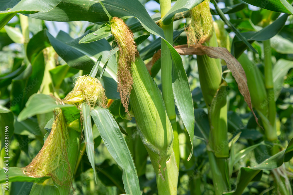Obraz premium fresh sweetcorn cob on plant in field