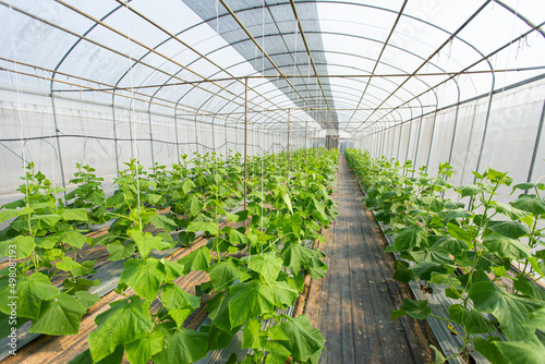 cultivation of cucumber in greenhouse