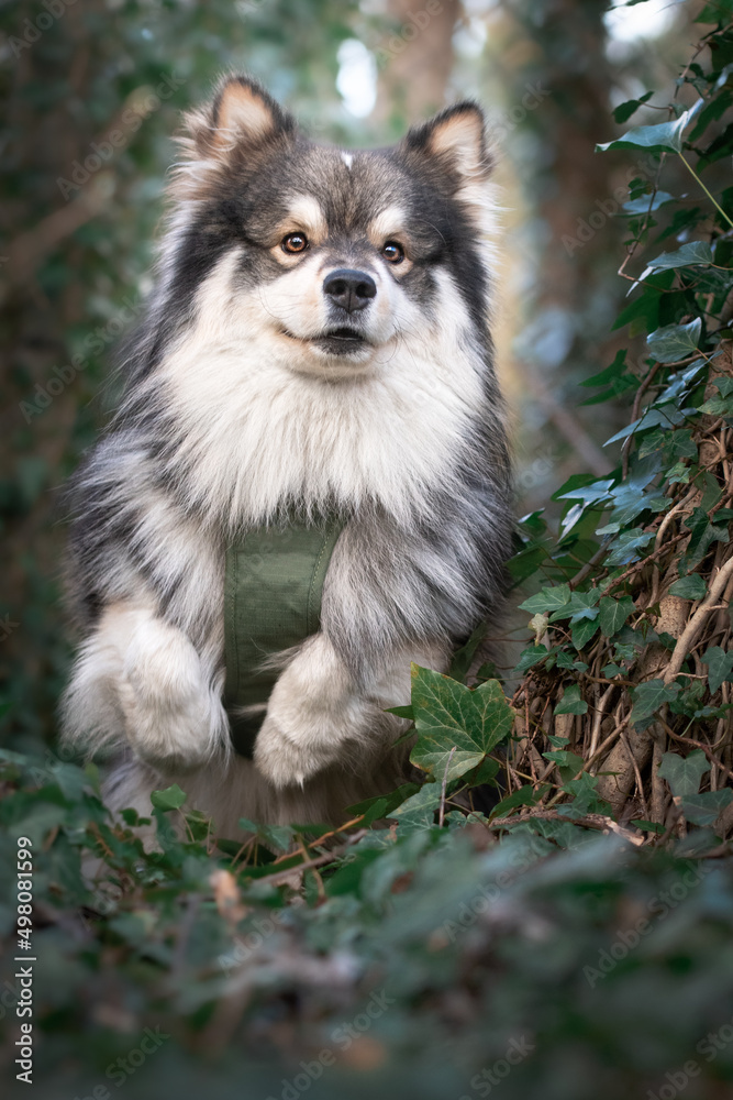 Portrait of a Finnish Lapphund dog outdoors Portrait of a Finnish Lapphund dog outdoors