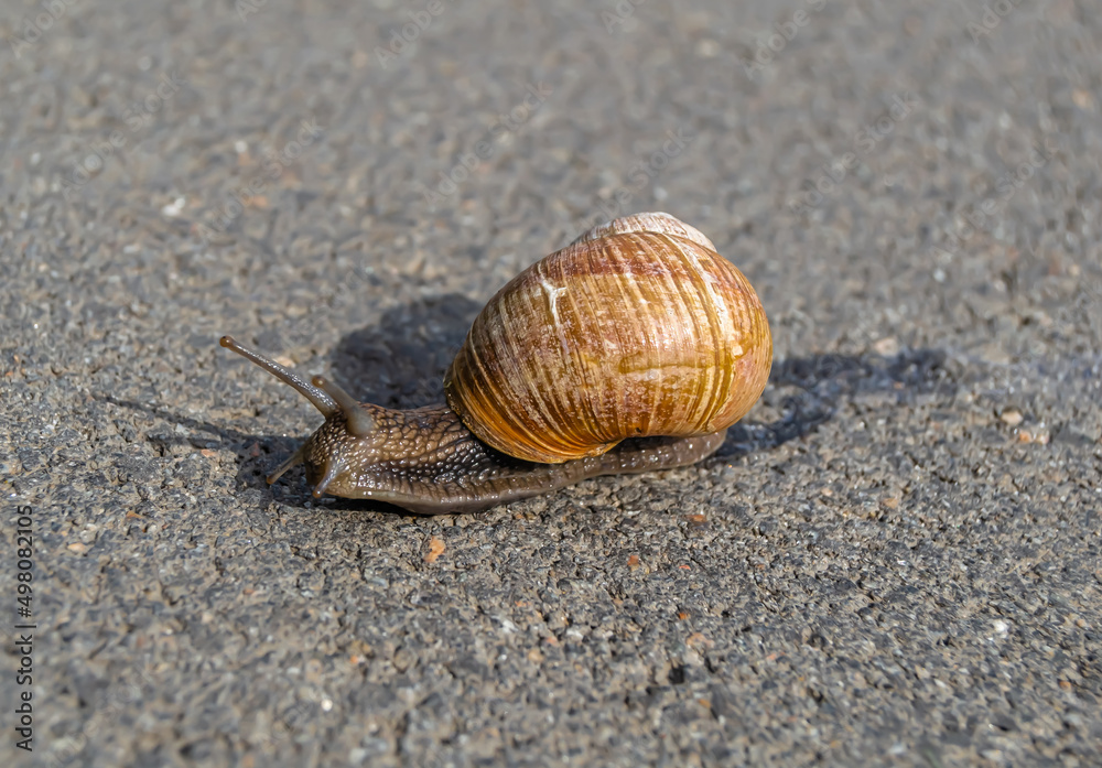 Big garden snail in shell crawling on wet road