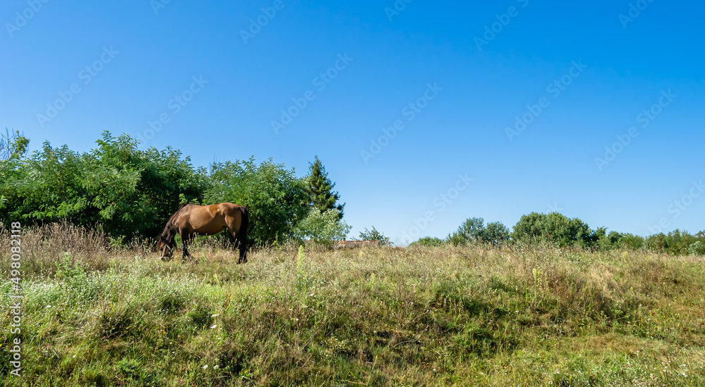 Beautiful wild brown horse stallion on summer flower meadow Beautiful wild brown horse stallion on summer flower meadow