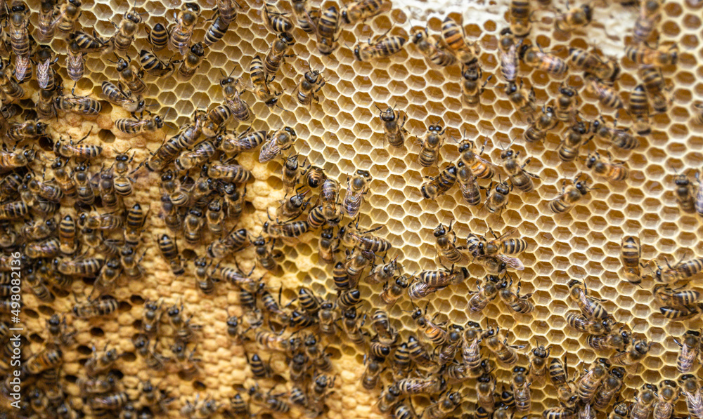 Honeycomb from bee hive filled with golden honey Honeycomb from bee hive filled with golden honey