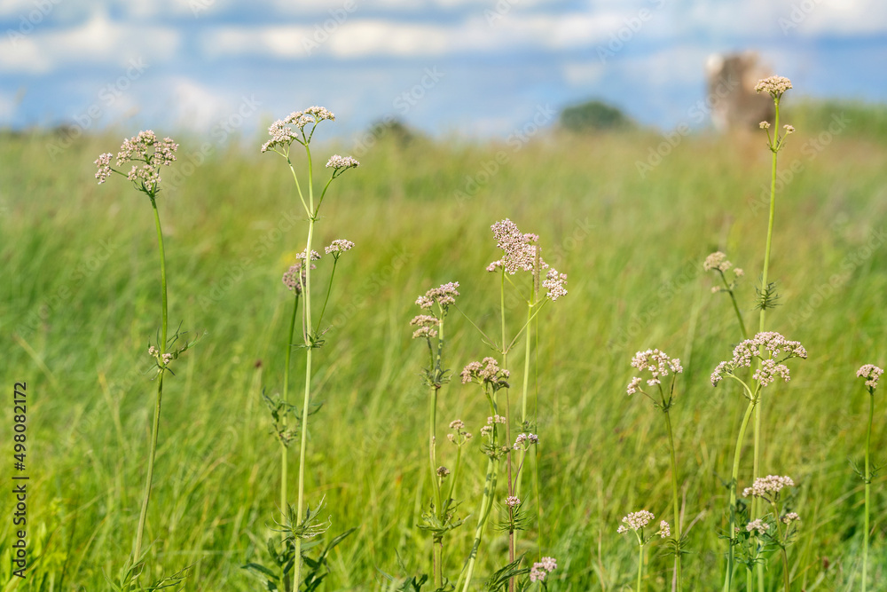 Blooming wild valerian in the meadow. Valeriana officinalis. Place for text. Blooming wild valerian in the meadow. Valeriana officinalis. Place for text.