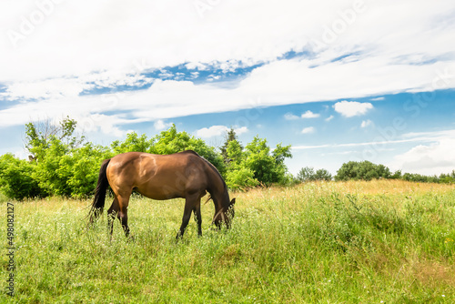 Beautiful wild brown horse stallion on summer flower meadow