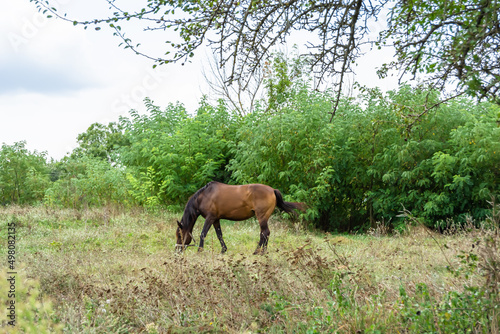 Beautiful wild brown horse stallion on summer flower meadow © oleg525