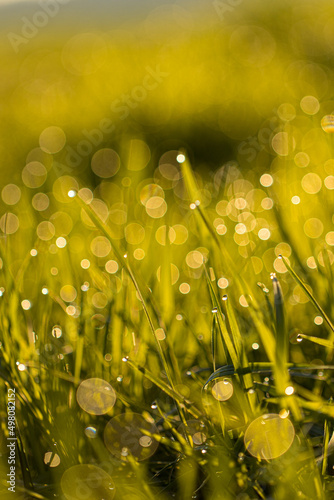 Wassertropfen, Gras,  bokeh