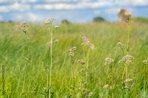 Blooming wild valerian in the meadow. Valeriana officinalis. Place for text.