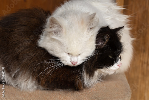 white cat lay down on the black cat and sleeps. Friendship of two cats in rural life