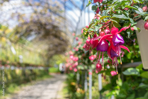 Dancing flowers in the sun in the garden