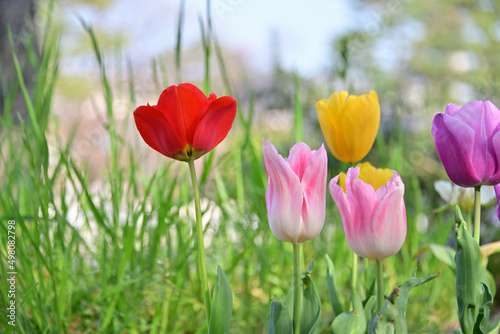                     Tulips