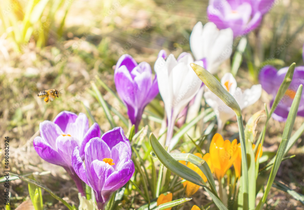 Piękne wiosenne kwitnące kolorowe krokusy, fioletowe i białe w promieniach słońca na tle łąki - obrazy, fototapety, plakaty 