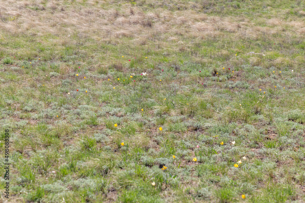 The Pre - Ural steppe (Orenburg nature reserve). Orenburg region, Southern Urals, Russia. The Pre - Ural steppe (Orenburg nature reserve). Orenburg region, Southern Urals, Russia.