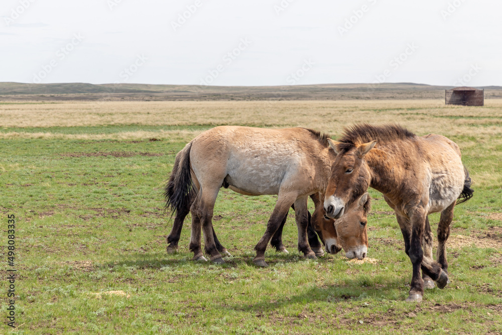 Przewalski's horse in the Orenburg nature reserve. Orenburg region, Southern Urals, Russia Przewalski's horse in the Orenburg nature reserve. Orenburg region, Southern Urals, Russia