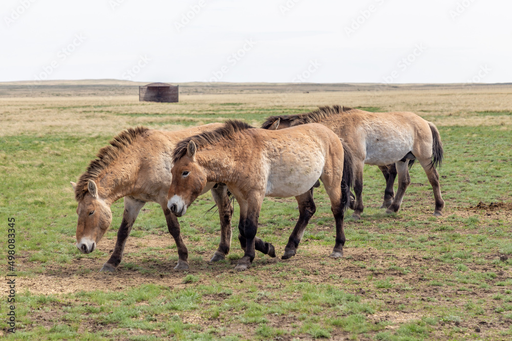 Przewalski's horse in the Orenburg nature reserve. Orenburg region, Southern Urals, Russia Przewalski's horse in the Orenburg nature reserve. Orenburg region, Southern Urals, Russia