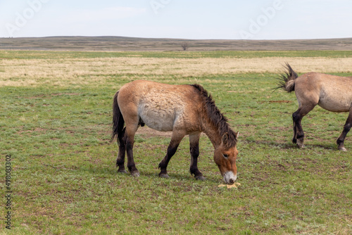Przewalski's horse in the Orenburg nature reserve. Orenburg region, Southern Urals, Russia