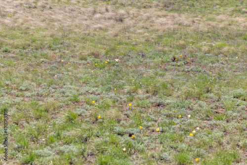 The Pre - Ural steppe (Orenburg nature reserve). Orenburg region, Southern Urals, Russia.