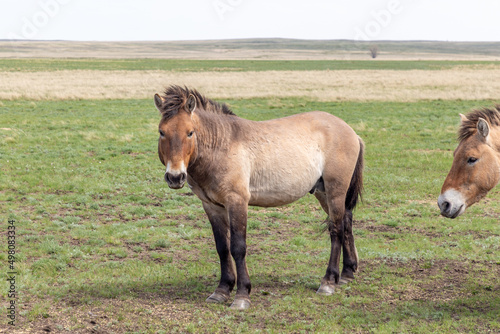 Wallpaper Mural Przewalski's horse in the Orenburg nature reserve. Orenburg region, Southern Urals, Russia Torontodigital.ca