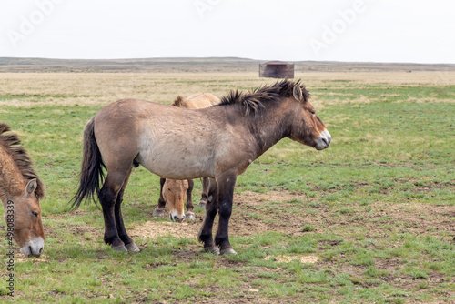 Przewalski's horse in the Orenburg nature reserve. Orenburg region, Southern Urals, Russia