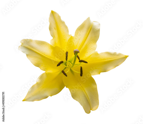Yellow lily flowers isolated on white background with clipping path.