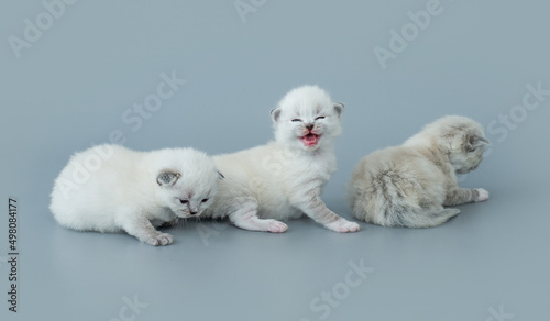 Ragdoll kittens isolated on light blue background © tan4ikk
