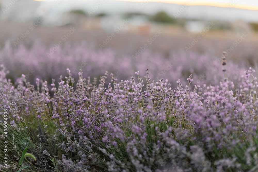 Fototapeta premium Beautiful purple lavender field at sunset. Rest and beautiful nature. Lavender blooming and flower picking.