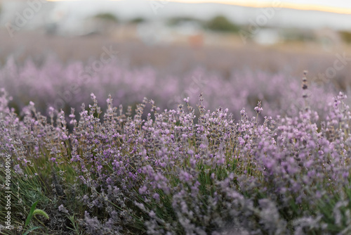 Beautiful purple lavender field at sunset. Rest and beautiful nature. Lavender blooming and flower picking.