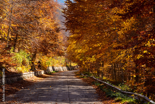 Road in autumn forest with colorful trees and plants, seasonal landscape
