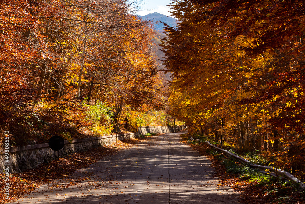 Road in autumn forest with colorful trees and plants, seasonal landscape