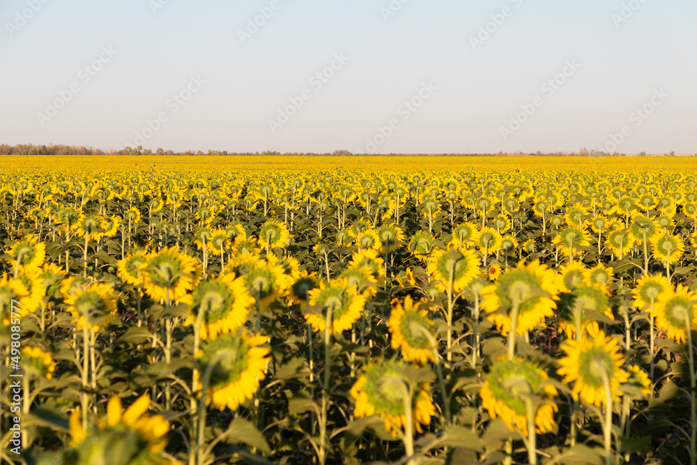 Fototapeta premium Field of sunflowers in summer