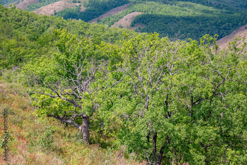 Shaitan-Tau nature reserve (oak forest). Orenburg region, Southern Urals, Russia.