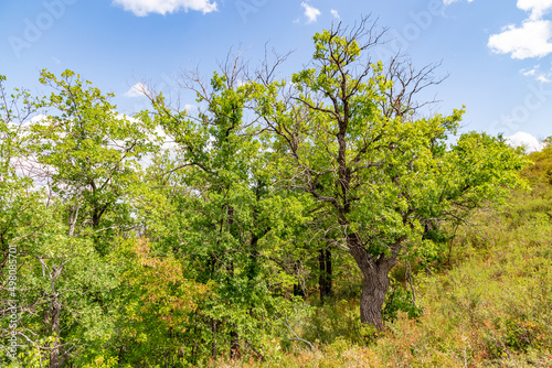 Shaitan-Tau nature reserve  oak forest . Orenburg region  Southern Urals  Russia.