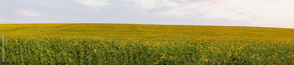 Field of sunflowers in summer