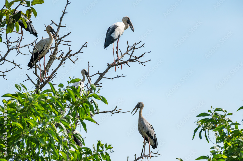 Openbill stork bird perched on the branches Openbill stork bird perched on the branches