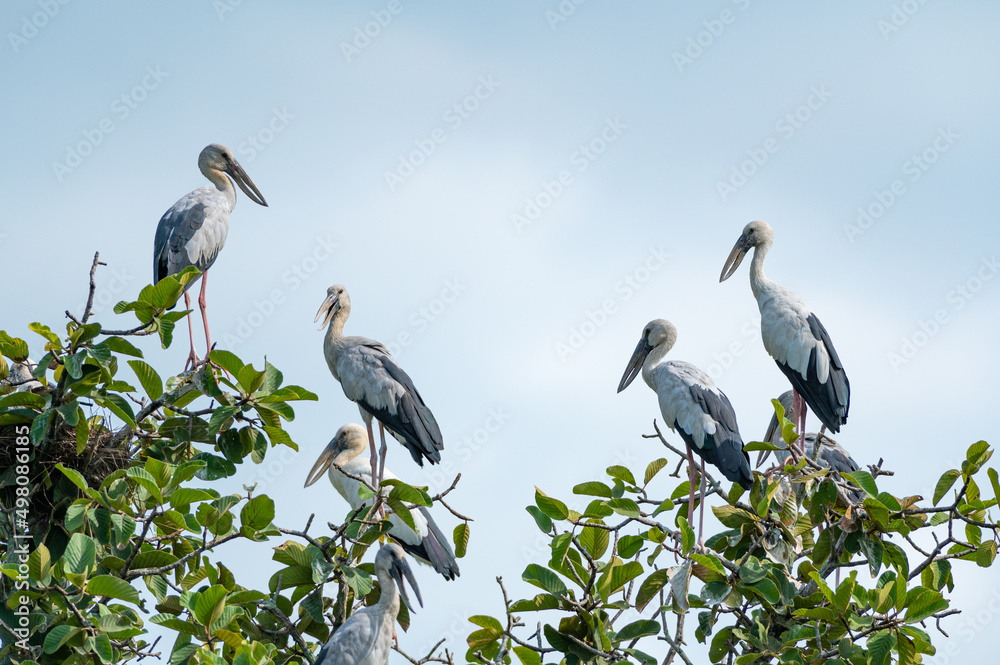 Openbill stork bird perched on the branches Openbill stork bird perched on the branches